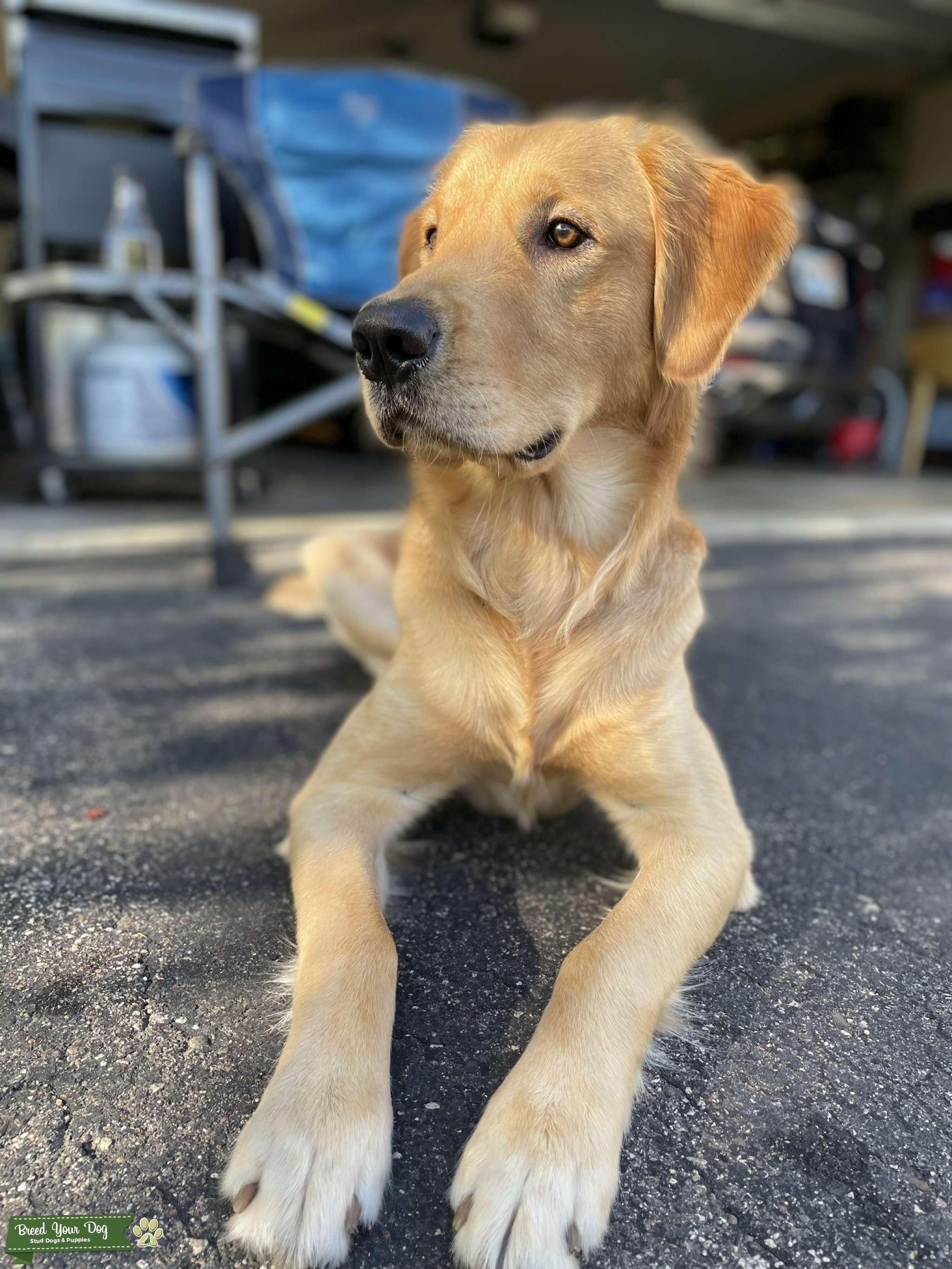 Light colored male golden retriever, full bred Stud Dog in Minnesota