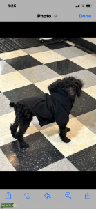 Mini poodle Listing Image