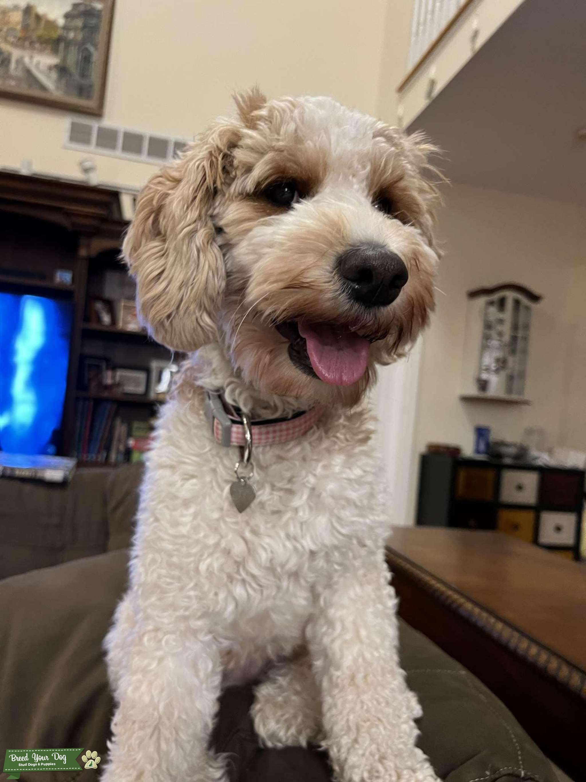 Looking for Stud to Breed my Awesome 2 year old Goldendoodle Stud Dog