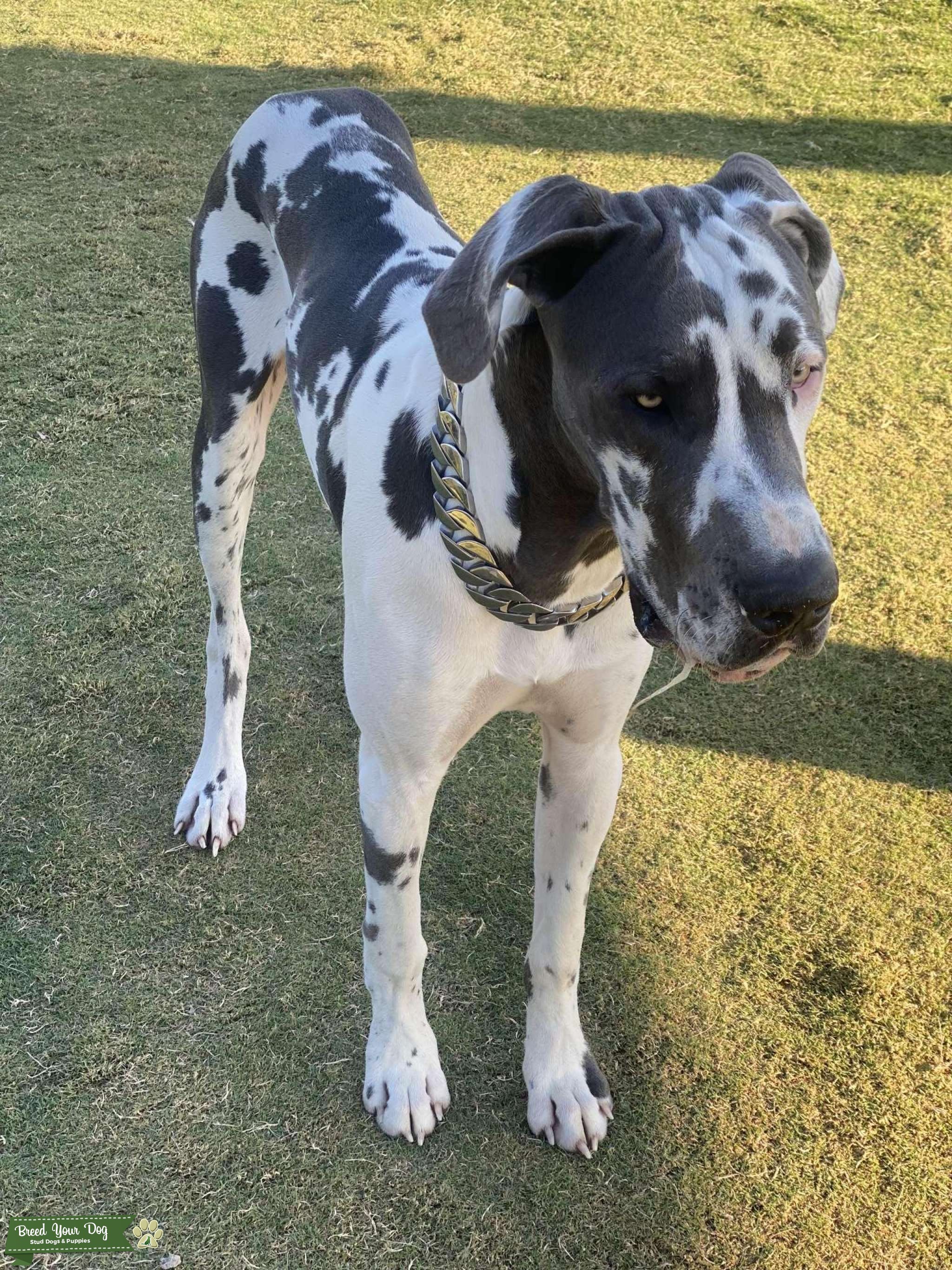 Stud Stud Dog in Ellis , India Breed Your Dog