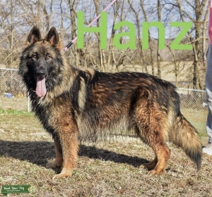 Long haired GSD Stud Listing Image