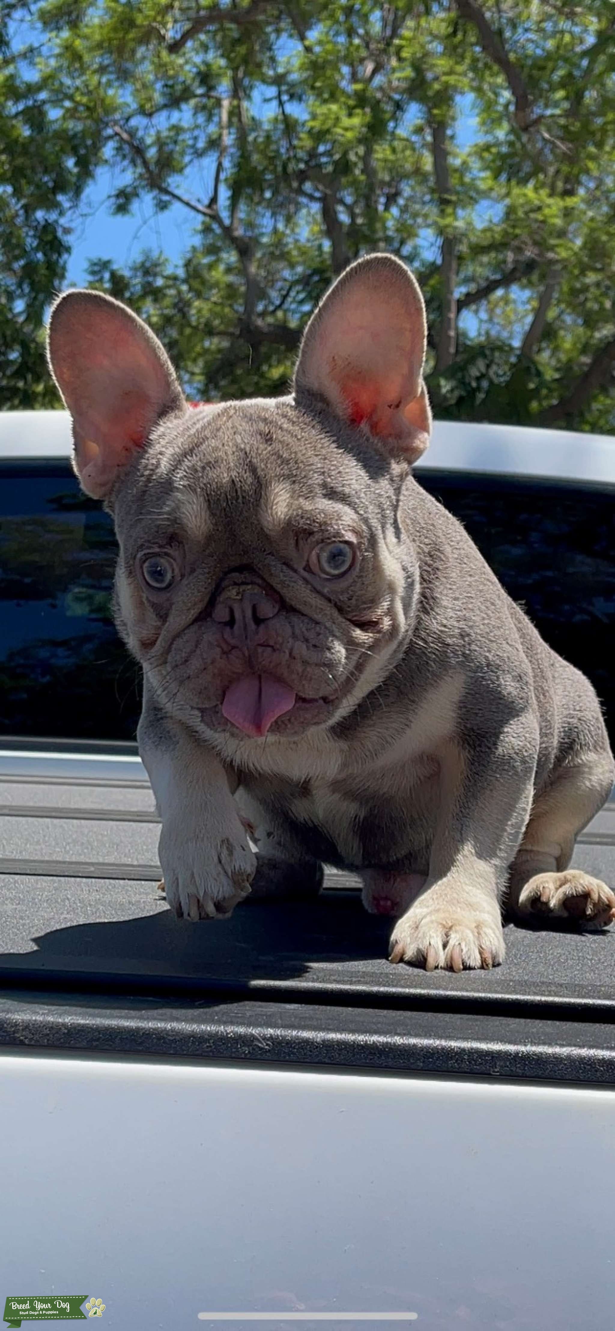 Lilac and Tan quad carry Stud Dog in CA , the United States Breed