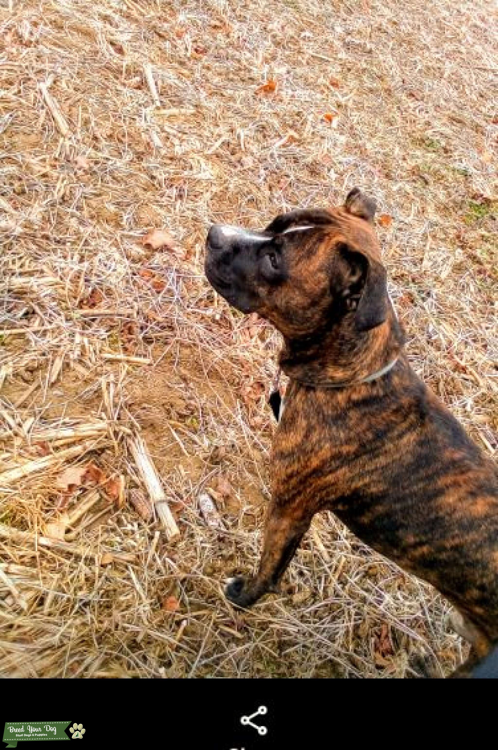 XL Brindle Pitbull Stud Stud Dog in Indiana, the United States