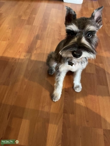 Mini Schnauzer Obi Listing Image