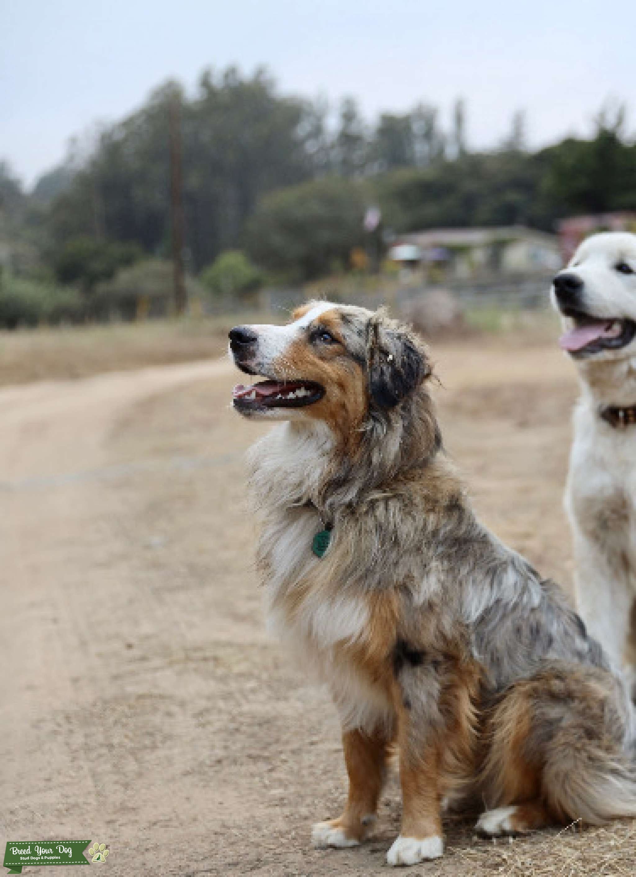 Australian Shepherd Stud Stud Dog in California , United States