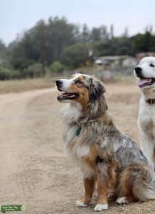 Australian Shepherd Stud Listing Image
