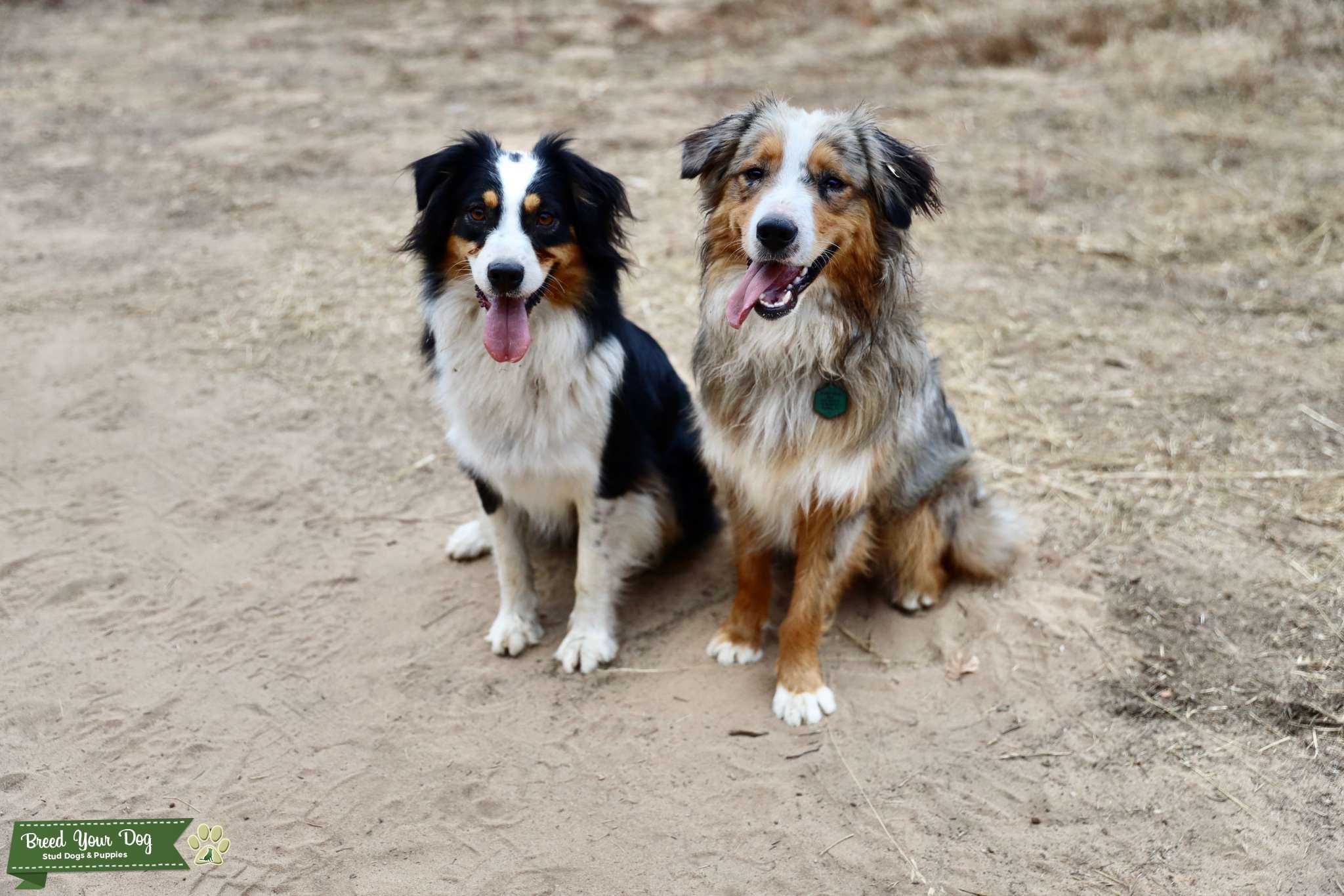 Australian Shepherd Stud Stud Dog in California , United States