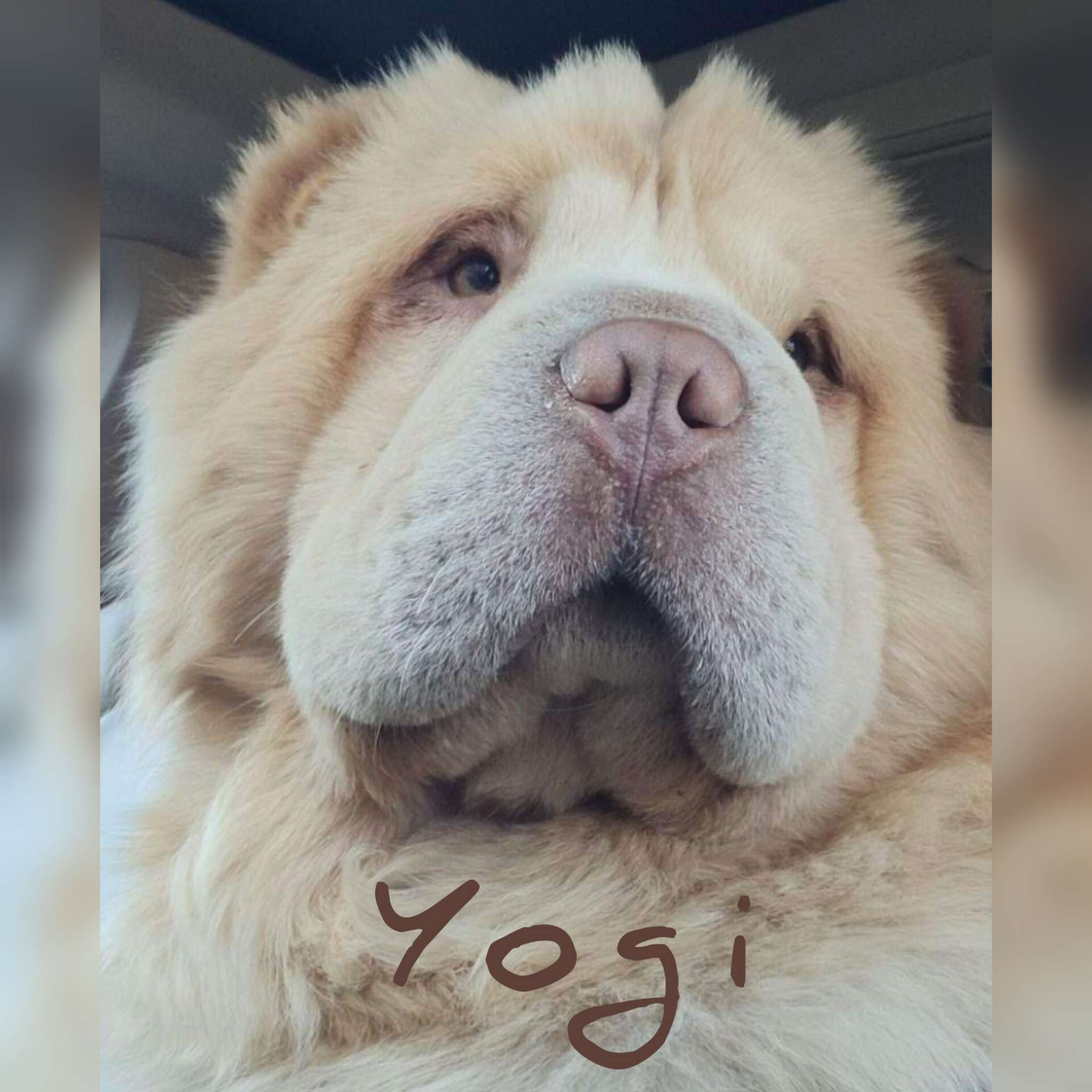 Cream Chineese Bear Coat Shar pei. Stud Dog in PENNSYLVANIA, the