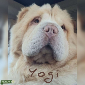 Cream Chineese Bear Coat Shar pei.  Listing Image