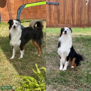 Mini Australian Shepard looking for a girlfriend  Listing Image