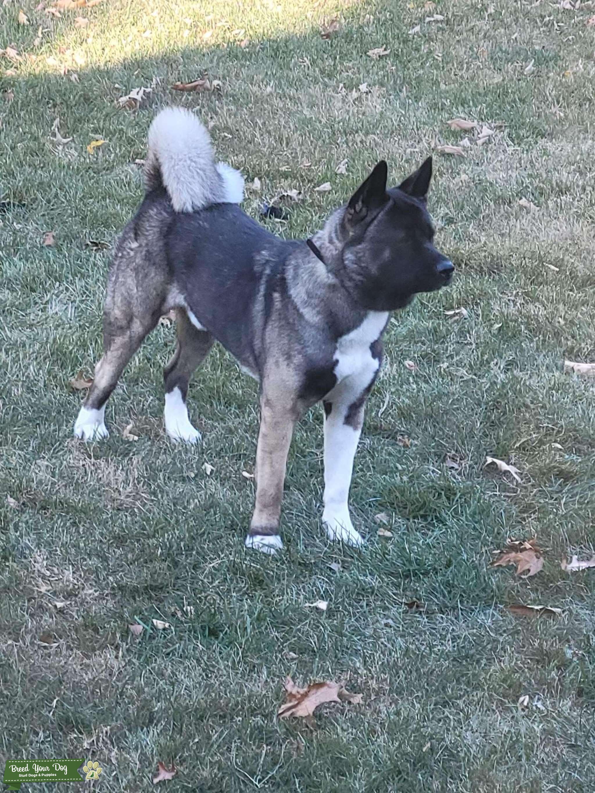 Black Face Akita Stud Dog in Tennessee, the United States Breed