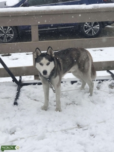 Siberian Husky Listing Image