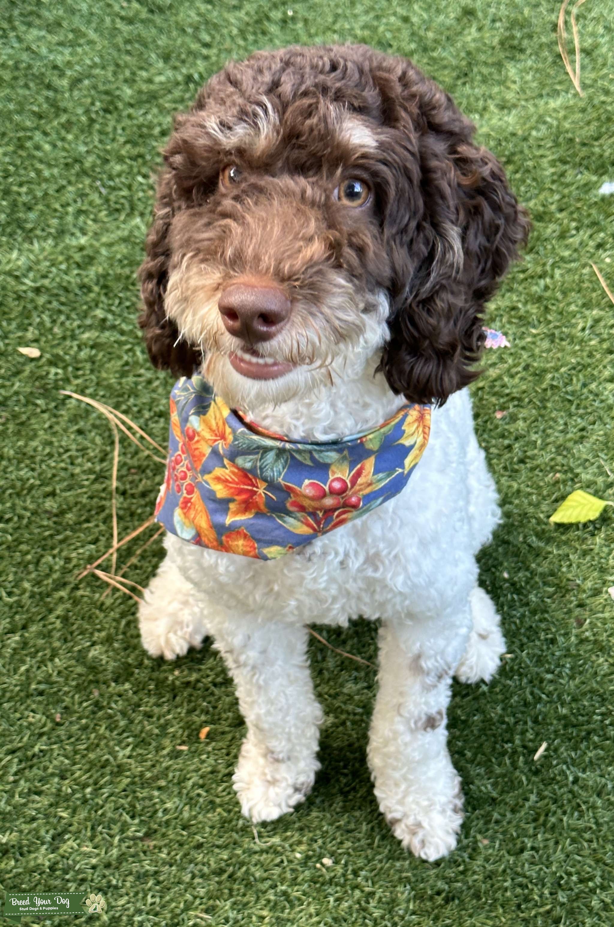 AKC Brown Tri Phantom Mini Poodle Stud Dog in Texas , Philippines