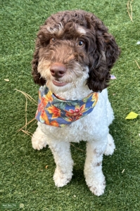 AKC Brown Tri Phantom Mini Poodle  Listing Image