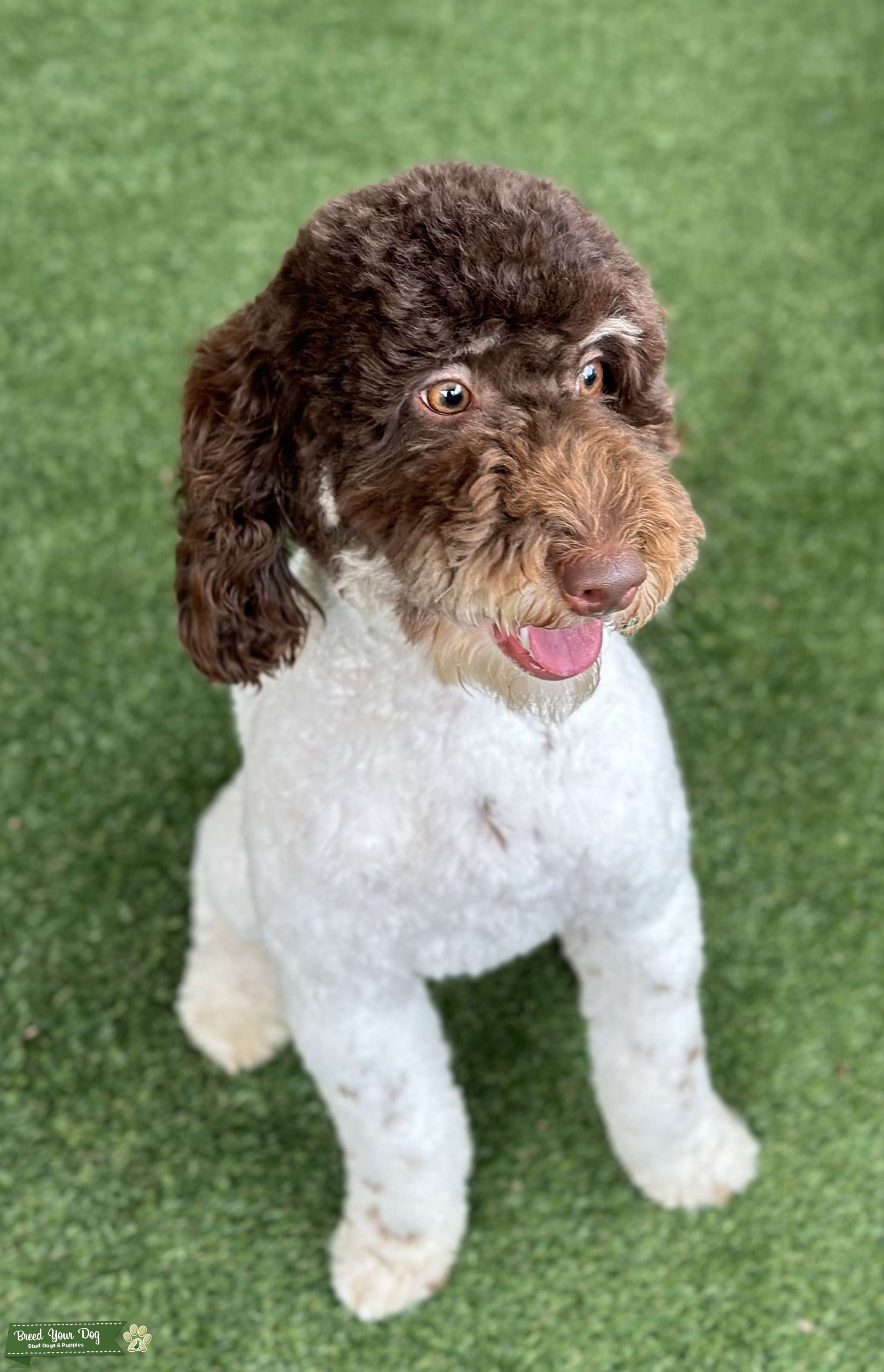 AKC Brown Tri Phantom Mini Poodle Stud Dog in Texas , Philippines