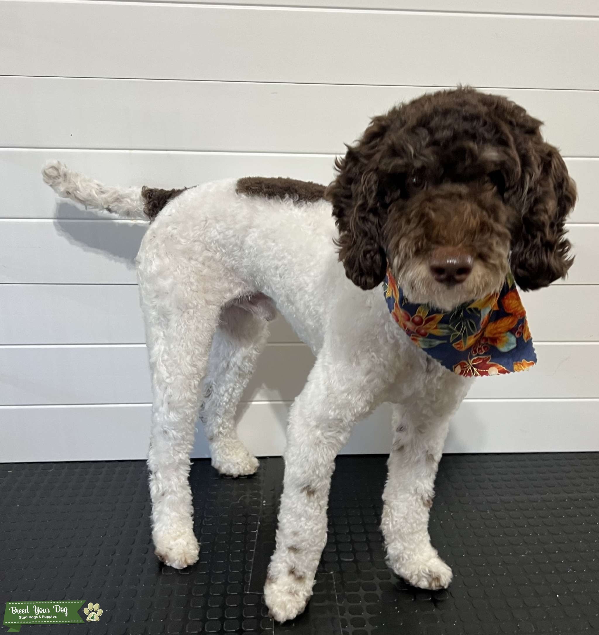 AKC Brown Tri Phantom Mini Poodle Stud Dog in Texas , Philippines