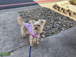 Morkie Listing Image