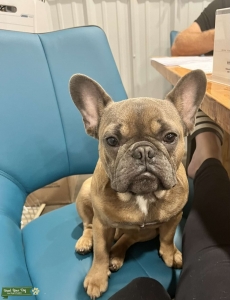 Blue Fawn Frenchie Listing Image