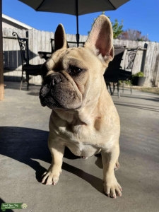 French bulldog Listing Image