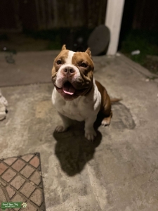 Micro Pocket Bully Listing Image