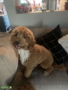 Mini Golden-doodle Stud Listing Image