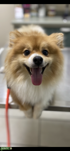 Handsome Male Pomeranian ready to find his mate! Listing Image