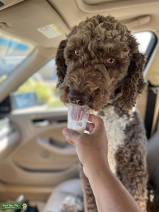 F2 Goldendoodle Listing Image