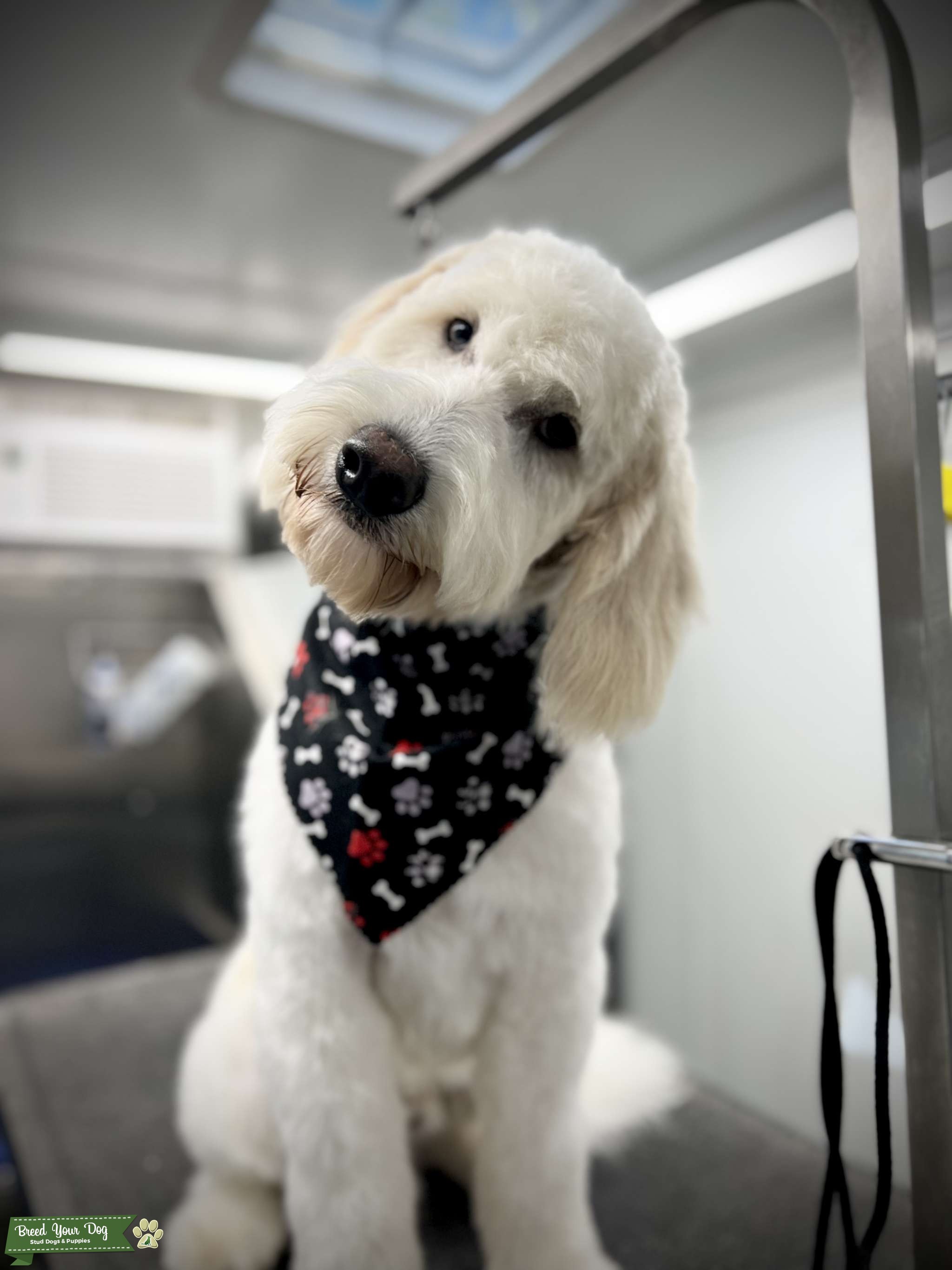 Mini Goldendoodle Stud Dog Breed Your Dog