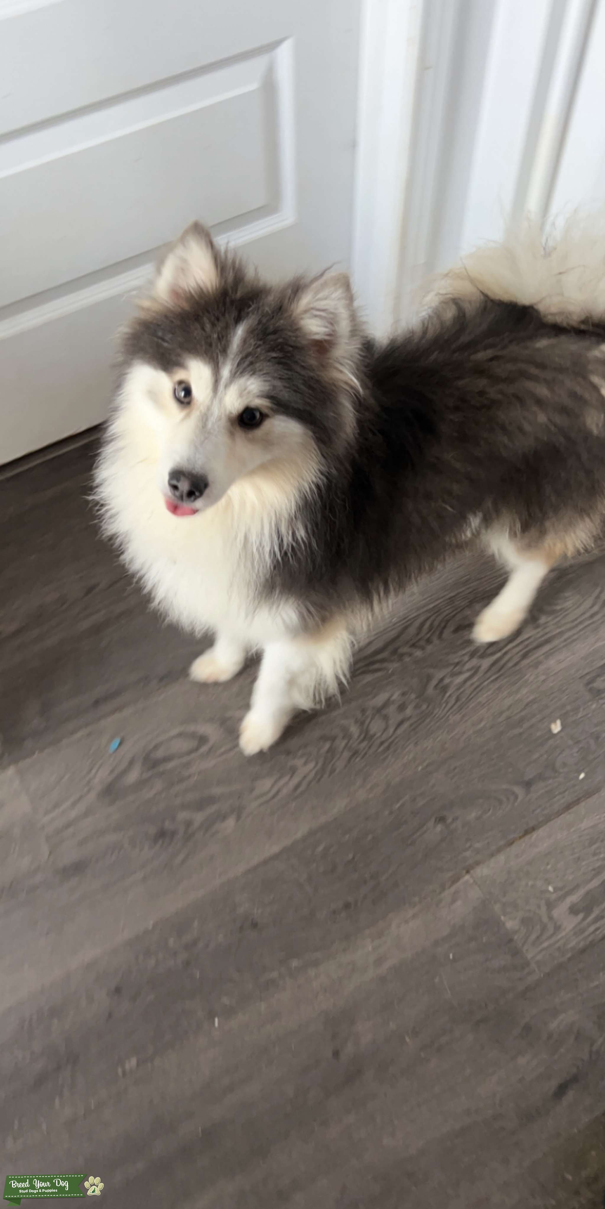 Blue Merle Pomsky Full Grown – Everything You Need to Know About Adult ...