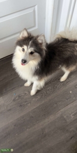 Blue Merle Pomsky Stud Listing Image