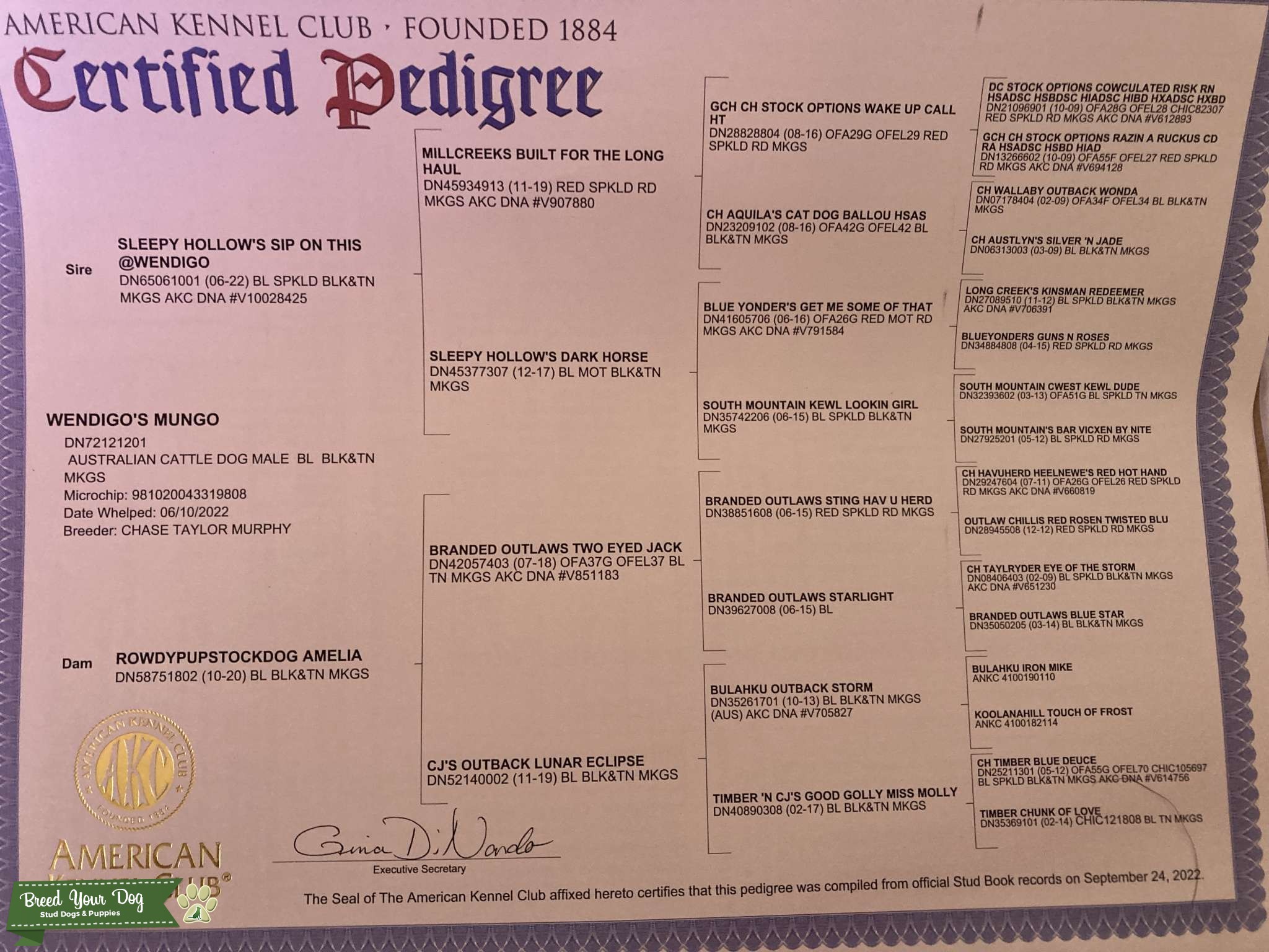 Australian Cattle Dog Stud AKC registered Stud Dog in California