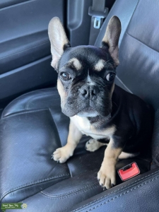 Black Tri Frenchie Listing Image