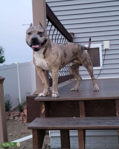 Tri blue Merle bully  Listing Image