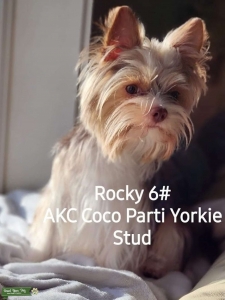 AKC Yorkie look for girl Listing Image
