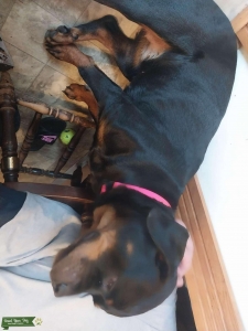 German rottweiler  Listing Image