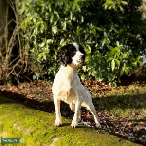 Stunning Proven KC ESS at stud Listing Image