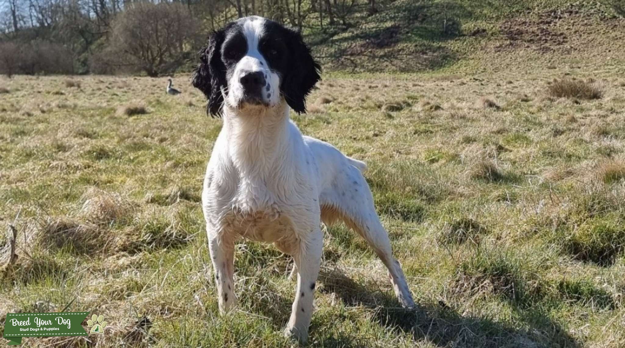 Stunning Proven KC ESS at stud - Stud Dog in Lancashire , the United ...