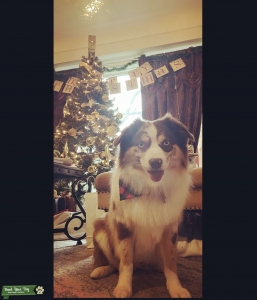 Miniature Australian Shepard  Listing Image