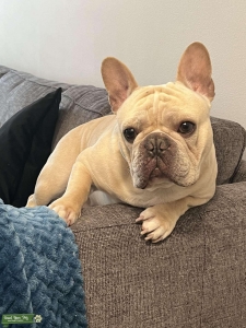 AKC Registered French Bulldog Stud (Cream) Listing Image