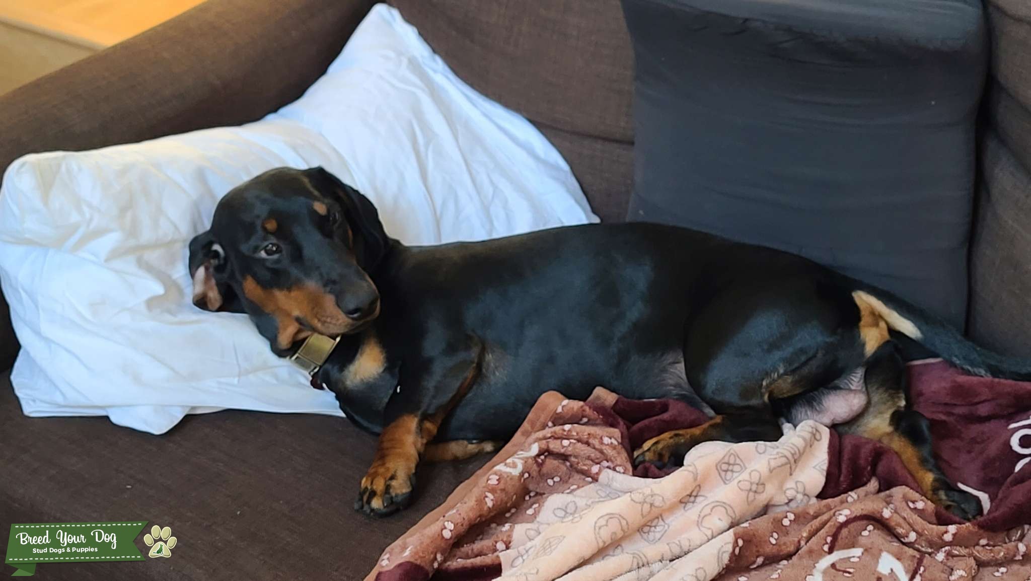 Standard Pure Breed Dachshund Stud Dog in New York, United States