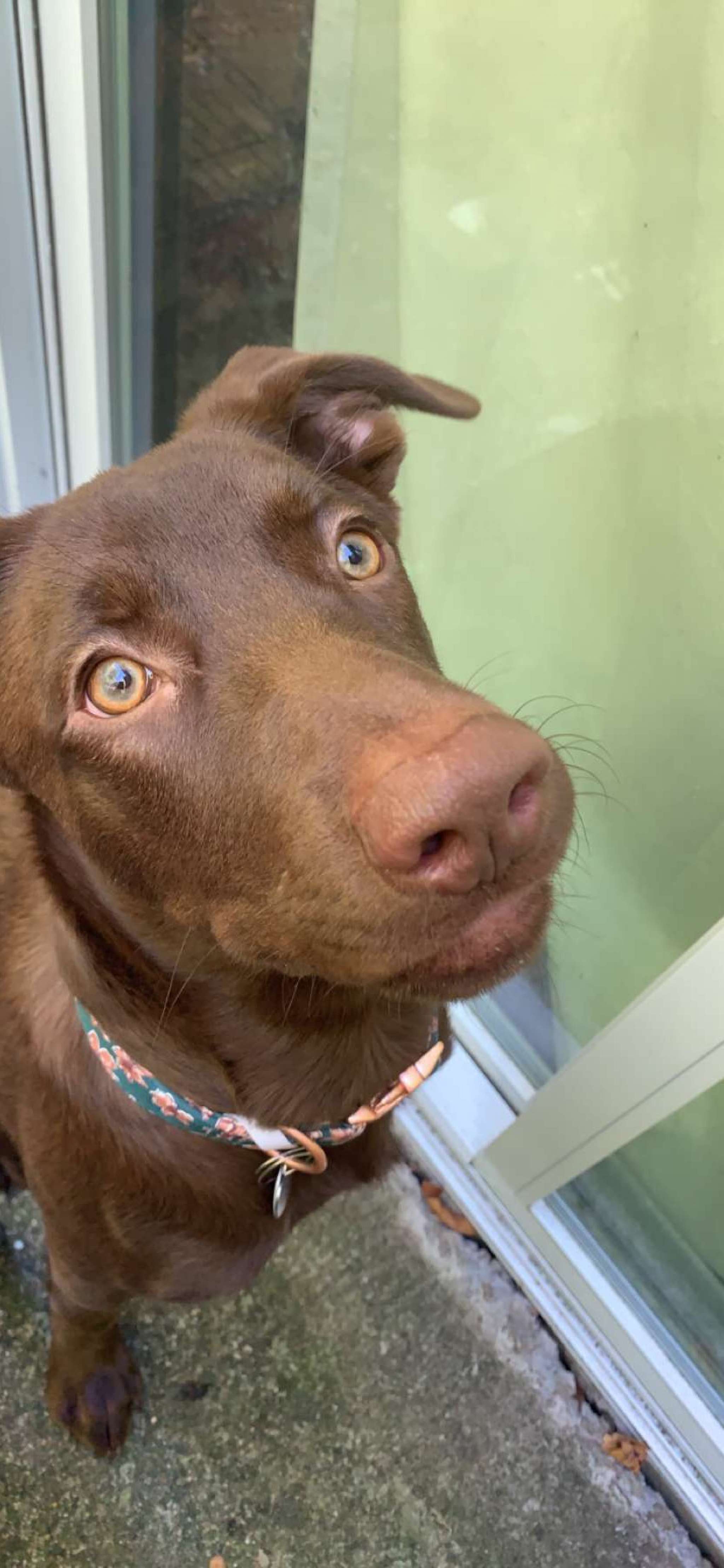 Chocolate lab Stud Dog in Missouri, the United States Breed Your Dog