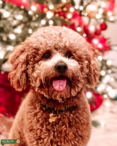 West, handsome F1 B mini Goldendoodle  Listing Image
