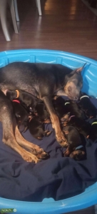  Blue doberman  Listing Image