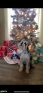 Registered Miniature Schnauzer Stud  Listing Image