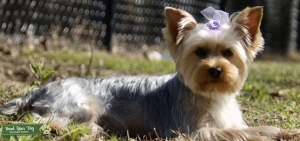 3 year old AKC Yorkie looking for mate Listing Image
