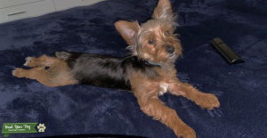 Yorkie Male Listing Image
