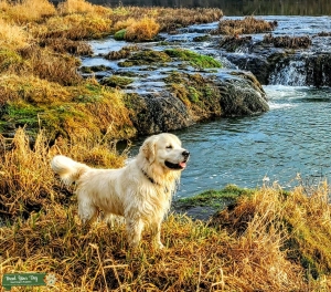 English Cream Golden Retriever Stud  Listing Image