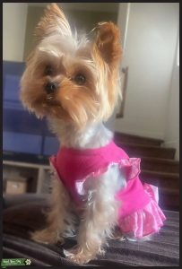Ready to have puppies for her first litter! Listing Image