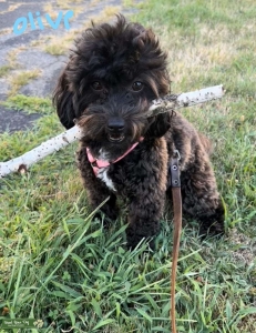 Yorki-Poo Listing Image