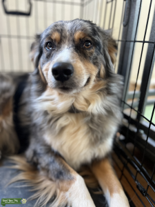 Beautiful Blue Merle Minature Austrailian Shepherd Listing Image